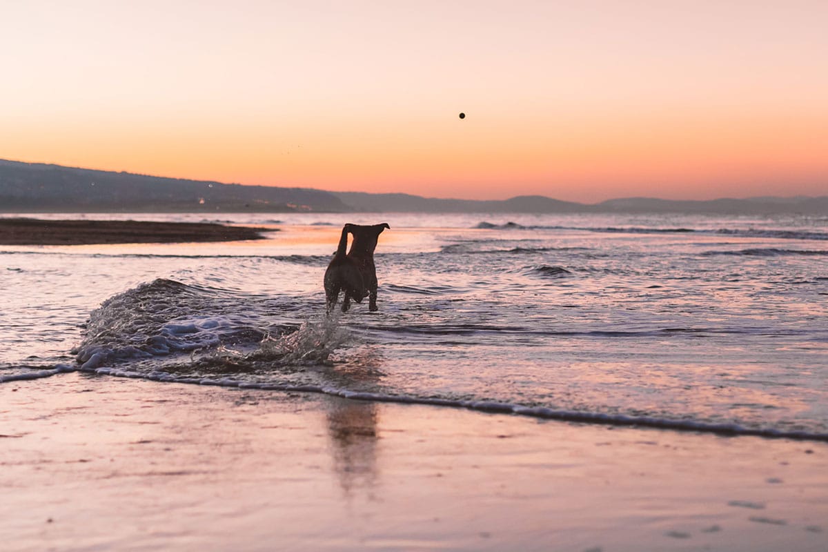 The Best Dog Parks In La Jolla The Views Aren T Bad Either Lajolla Com