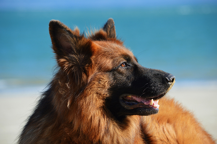 The Best Dog Parks In La Jolla The Views Aren T Bad Either Lajolla Com