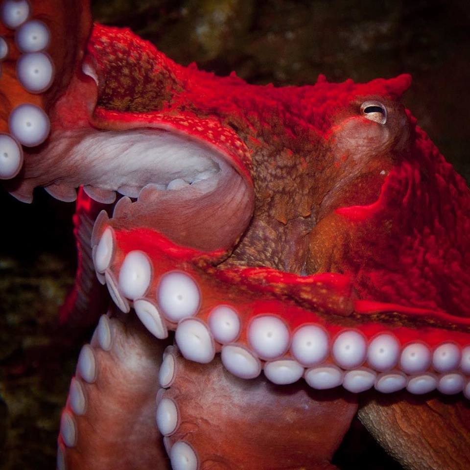 5 weirdest sea creatures you ll see at the birch aquarium lajolla com