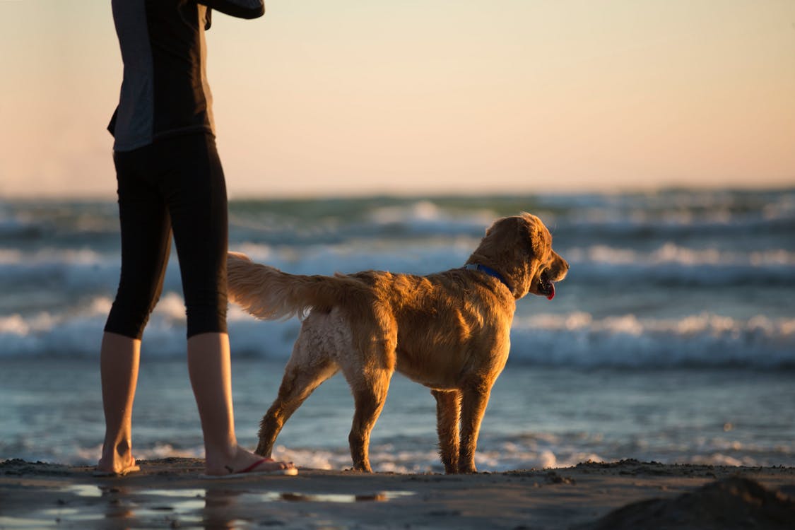 Dog Friendly Beaches In La Jolla San Diego Lajolla Com