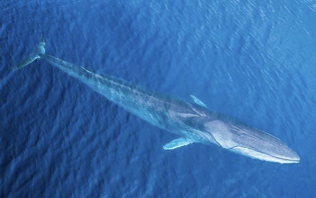 Finback whale